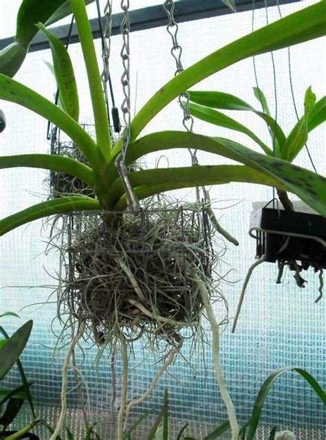 Diy Wire Basket Planters Wire Orchid Baskets Orchids Like