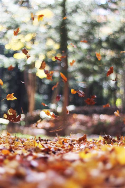 Free Images Tree Nature Forest Bokeh Leaf Fall Flower Foliage