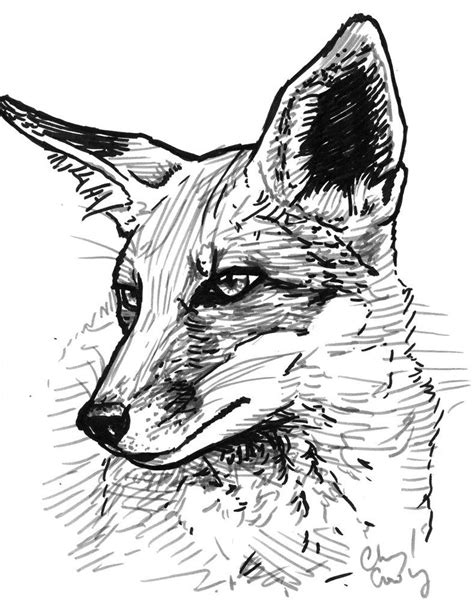 Pin By Edge Greenfield On Tattoo Inspo Fox Sketch Fox Drawing