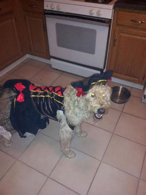 Pirate Girl Halloween Dog Costume Baxterboo