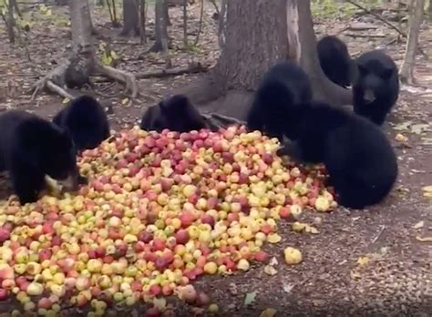 Rescue Bears Make Happy Noises Over Apple Pile Video