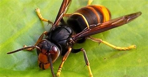 Killer Asian Hornet Sighting In Uk Sparks Warning With Queens In Egg Laying Frenzy Daily Star