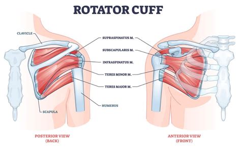 Rotator Cuff Muscles And Shoulder Pain Why Does It Happen