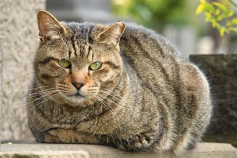 7 Fascinating Facts About The Brown Tabby Cat Excited Cats