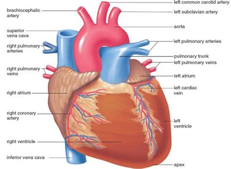I only ask that if you find these notecards helpful, you join major artery serving the tissues external to the skull. 85 best A & P - Chapter 11: Cardiovascular System images ...