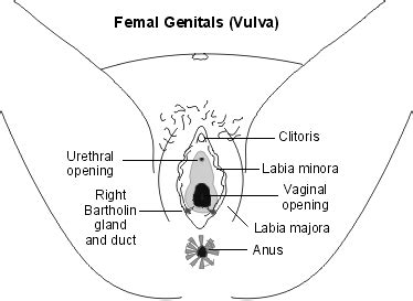 This useful list will help you expand your english vocabulary words. Female Reproductive System: Organs Functions and Problems - New Kids Center