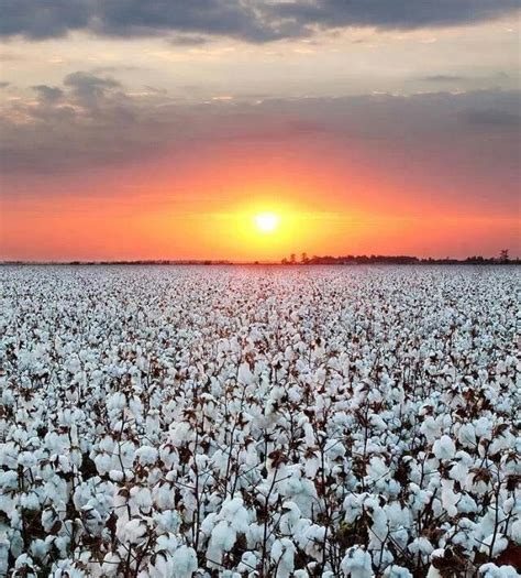 Them Cottonfields Cotton Fields Nature Sunset