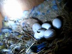 bird鳥蛋孵化紀錄影片 - YouTube