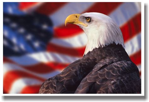 American Bald Eagle Patriotic Usa Print New Poster Ebay