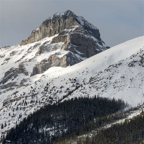 Premium Photo Snow Covered Trees With Mountain Lake Louise Banff