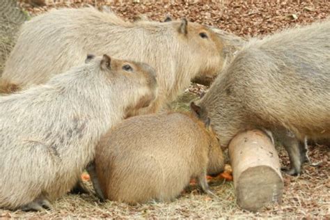 Capybara Animal Facts Hydrochoerus Hydrochaeris Az Animals