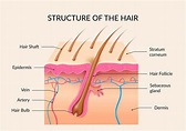 What is a hair follicle? - myhair