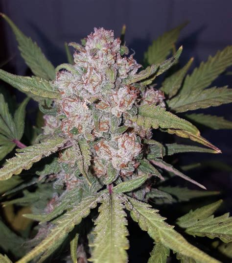 Buy Stardawg Auto Cannabis Seeds Fast Buds 2