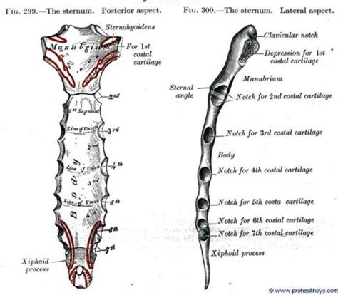 It is made up of 12 pairs of ribs. Anatomy Of Sternum And Ribs | MedicineBTG.com