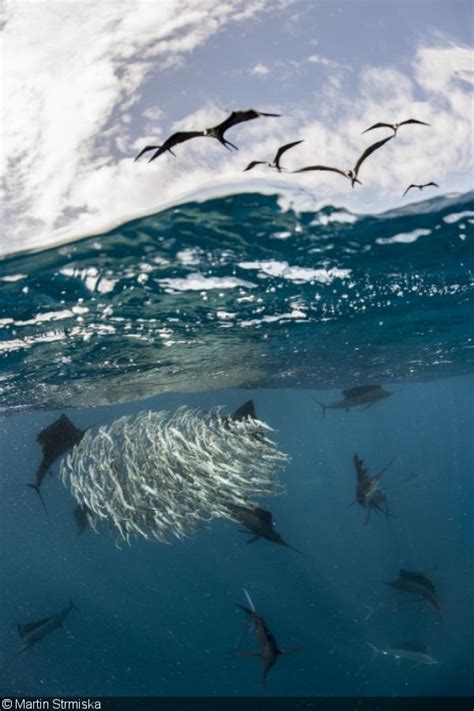 Underwater Competition Behind The Shot Stunning Sailfish