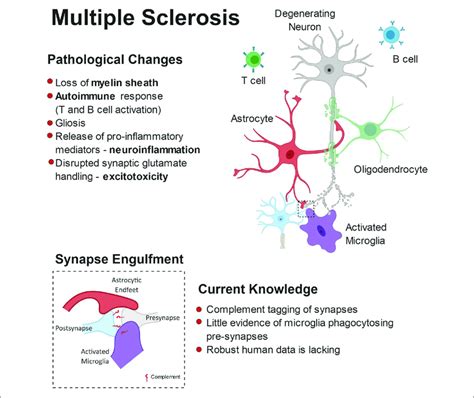 Multiple Sclerosis Pathophysiology Diagram