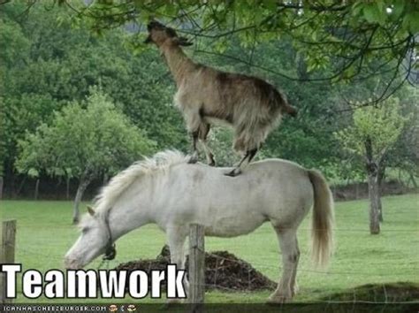 21 Genius Animals Taking Teamwork To A Whole New Level