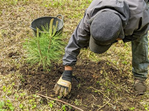 Planting Pine Trees And Littleleaf Lindens The Martha Stewart Blog