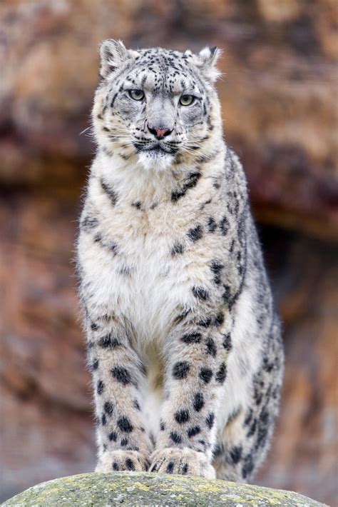 Standing And Posing One Of The Snow Leopards Of The Basel Tambako