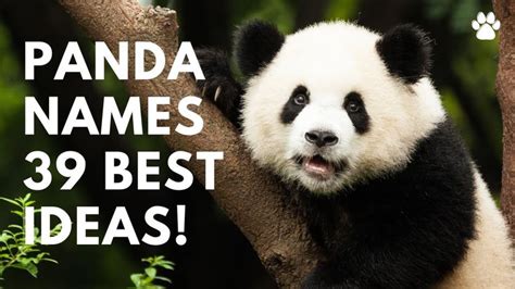 🐼 Panda Names 39 Best 💚 Top Names Better Than 💕 Ted 😊 Names Panda