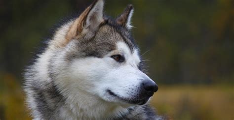 Alaskan Malamute Dog Breed Information | Breed Advisor