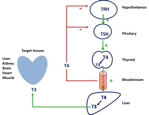 Conversion Of T4 To T3 Thyroid Hormone Lifestylechoice