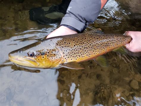 Trophy Brown Trout Streamside Au Sable River Fly Fishing Guides