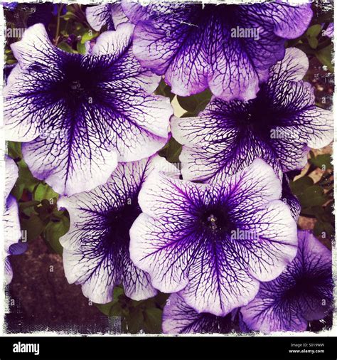 Purple Flowers Stock Photo Alamy