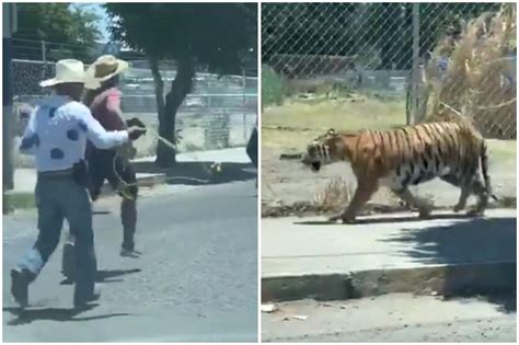 Tiger King Mexico Is Wild Video Of Men In Cowboy Hats Chasing Big