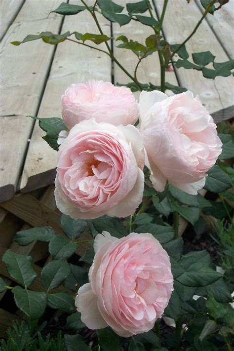 Heritage A David Austin English Rose One Of His Best Achievements