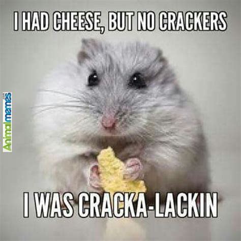 Animal Memes I Had Cheese Cheesy Jokes