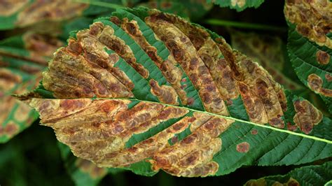 Common Symptoms Of Tree Pests And Diseases Woodland Trust Woodland Trust