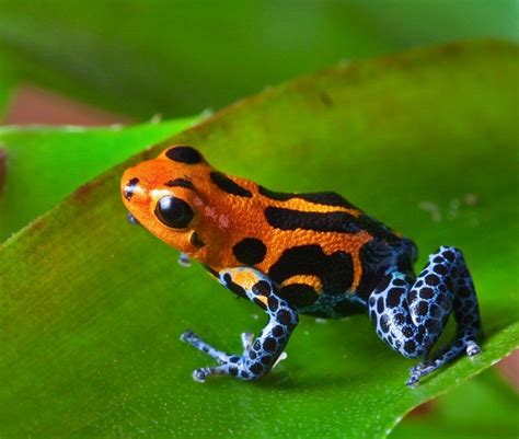 Red Poison Dart Frog Ranitomeya Imitator Jeberos In Amazon Rain