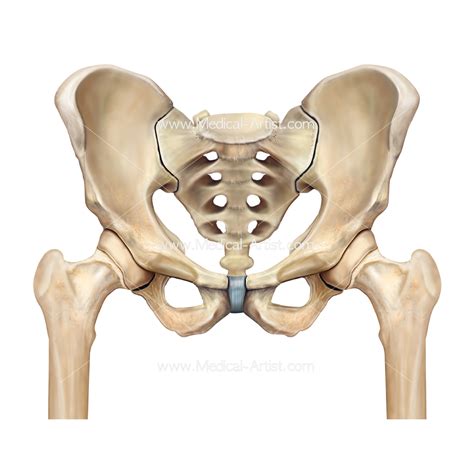 The testicles and scrotum are also important male structures. Hip Surgery Illustrations | Pelvis & Hip Anatomy | Medical ...