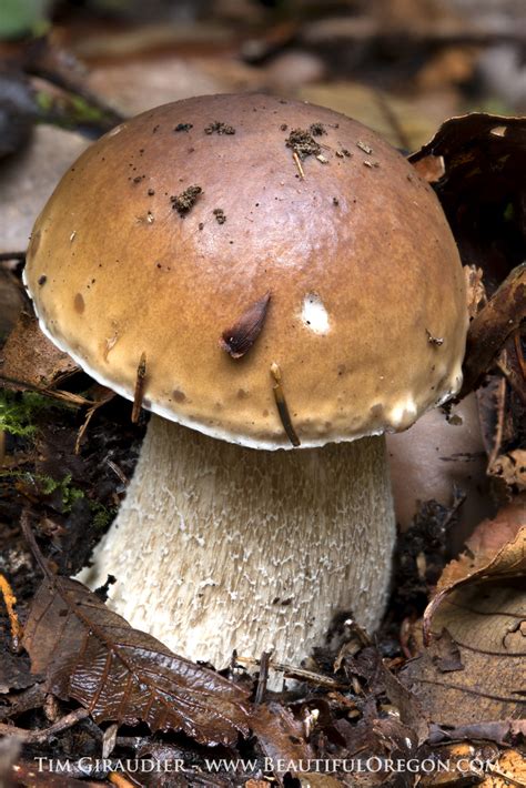 King Bolete Mushroom Boletus Edulis 101113 8728 6s Oregon Photography