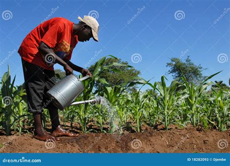 African Farmer Editorial Stock Photo Image Of Planting 18282093