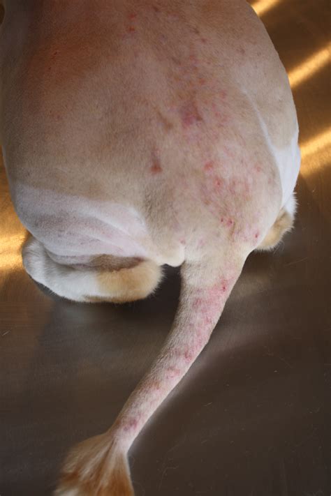 Flea Bite Dermatitis National Cat Groomers Institute