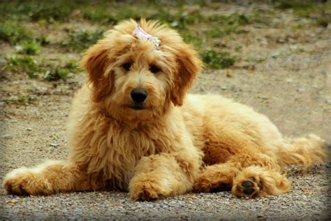 Goldendoodle Conheça Essa Raça Que é A União Entre O Poodle E O Golden