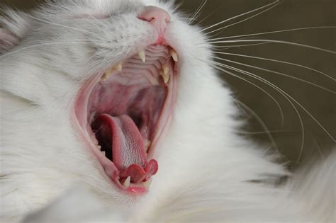 Cat Bad Breath Causes And Natural Remedies For Bad Breath In Cats