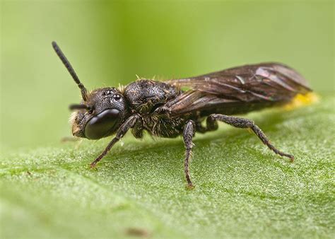 Little Black Solitary Bee