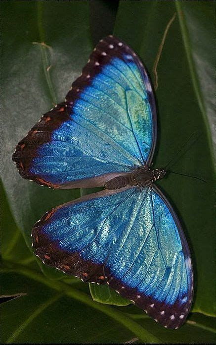 Iridescent Egoinas Beautiful Butterflies Blue Butterfly Blue Morpho