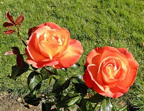 The Best Hybrid Tea Roses To Grow Yellow Roses Pink Flowers Rose