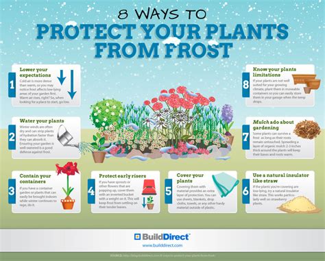Protect Your Plants From Frost An Infographic Winter Plants Winter