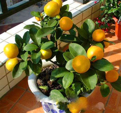 Promotion applicable for maybank cards ; Promotion!50 Garden Pack Lemon Bonsai Potted Balcony Planting Seasons Sprouting 95%kaffir - Best ...