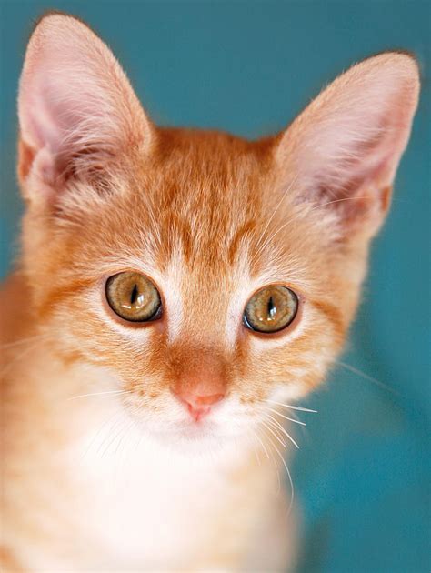 Orange Tabby Kitten Photograph
