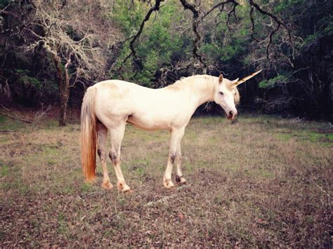 Are Unicorns Real Vermont Public Radio