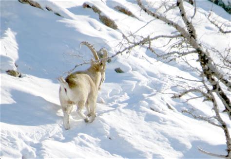 Food Rescue For Rare Mountain Goats In Altai Mountains
