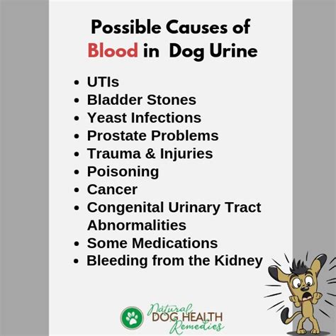 What Causes Urine Infections In Dogs