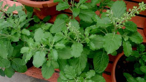 Holy Basil Health Benefits Make It A Must For Your Personal Care