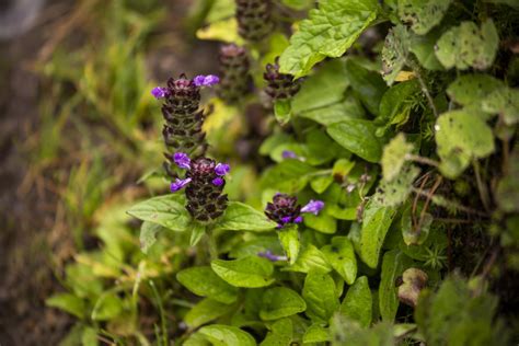 Prunella Vulgaris: Benefits, Side Effects, and Preparations